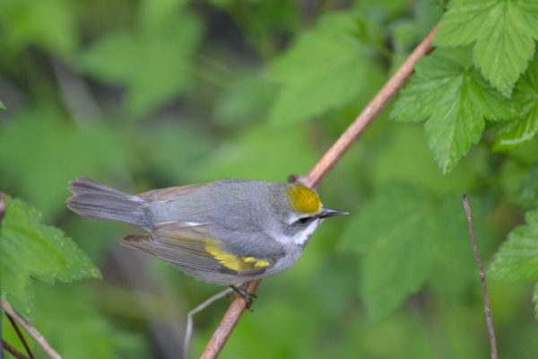 An image of a female golden winged warbler; it looks like the male but it's yellow feathers are less vibrant