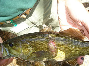 An image of a fish with a yellow-red pustule on it's side indicating an infection