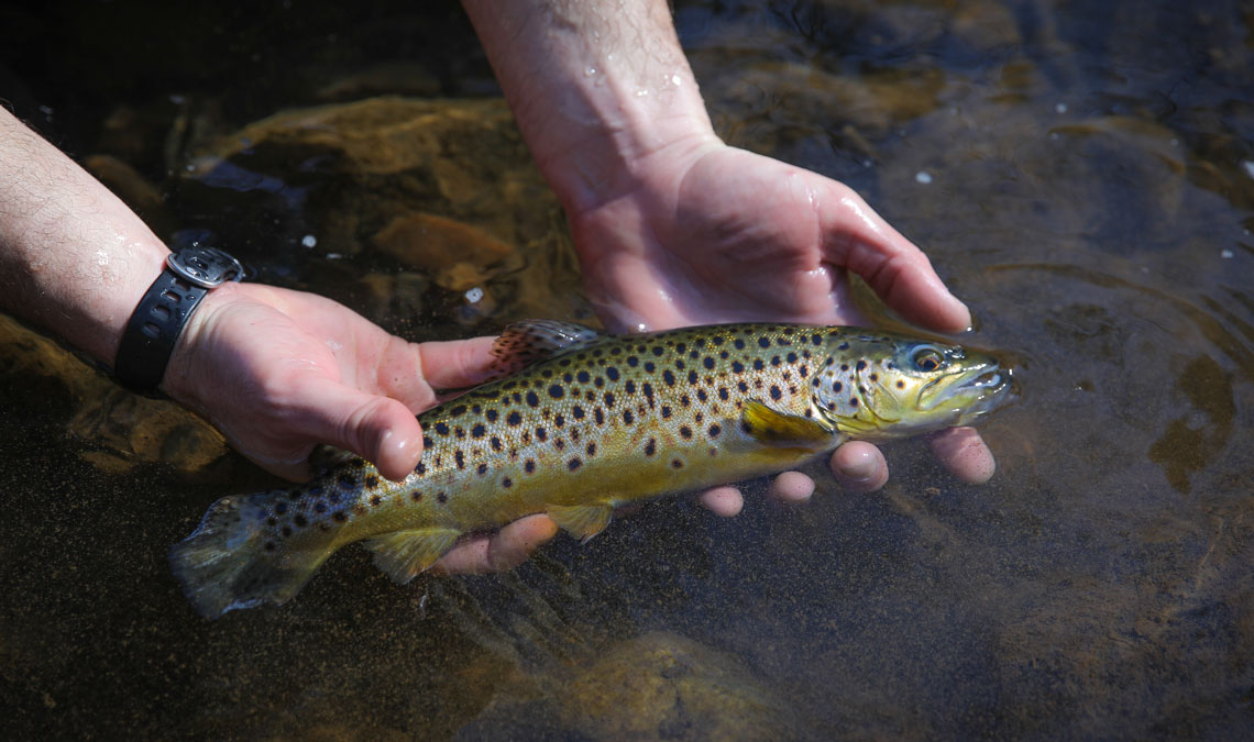 Trout Fishing Season Has Begun In Henrico County ...