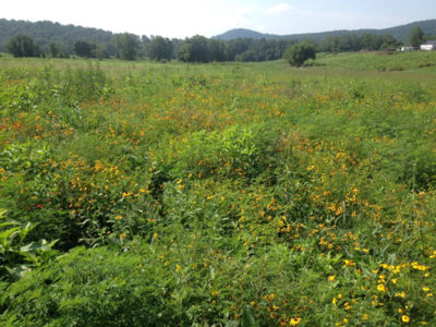 Good brood-rearing cover consists of a diverse cover of broad-leaved flowering plants like ragweed, partridge pea, coreopsis, and native sunflowers with a low percentage of grass cover. It should provide concealment from above, but also provide some bare ground underneath.