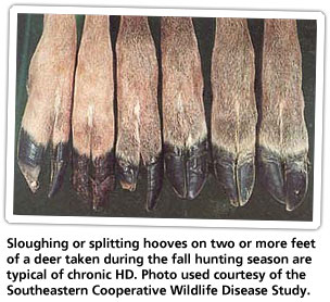 hd-sloughing-hooves