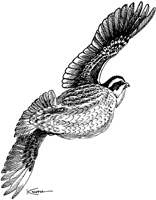 A drawing of a northern Bobwhite