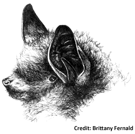 Little Brown Bat Drawing