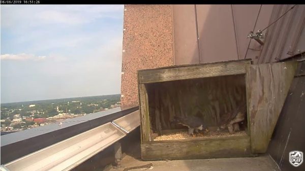 The new male and new female engaged in a head bow courtship display inside the nest box at the Riverfront Plaza building.