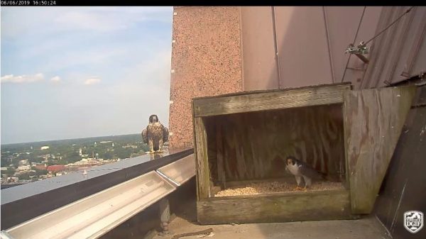 the pair never nested this season, that we know of. The lack of a nest this season was most likely due to the falcons' young ages.