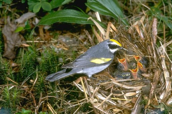 An image of a male golden winged warbler and it's nest which contains four chicks