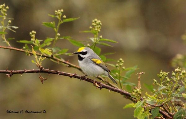 An image of a golden winger warbler; a small grey songbird with a darker back and wings; upon it's chest and around its eyes the plumage is black and there are yellow spots on the bird's crown and upon their wings