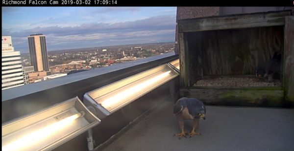 Male falcon leaving the nest box right after engaging in the head-low bow display.