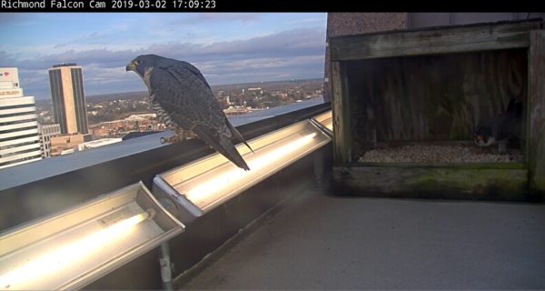 The new female (left) watches over downtown Richmond, while the male (right) remains inside the nest box.