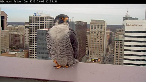 The original Richmond male peregrine falcon, perched on the parapet of the Riverfront Plaza building in 2015.