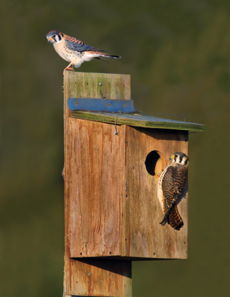 An image of two kestrels at a nesting box
