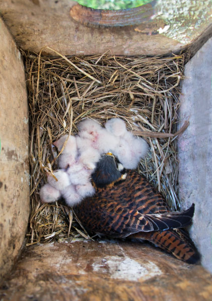 An image of inside the nesting box, a female kestrel and five chicks are visable