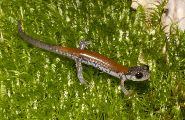 An image of Yonahlossee Salamander
