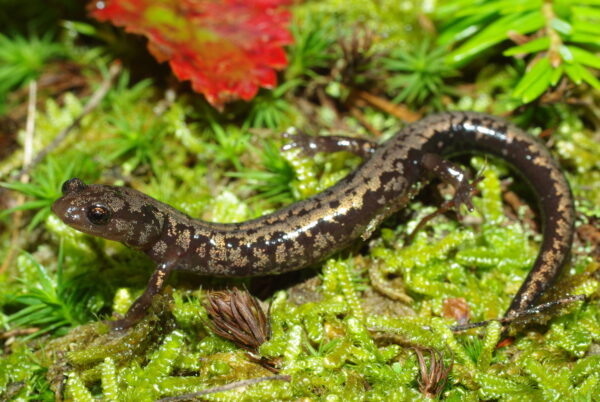 An image of Weller’s Salamander