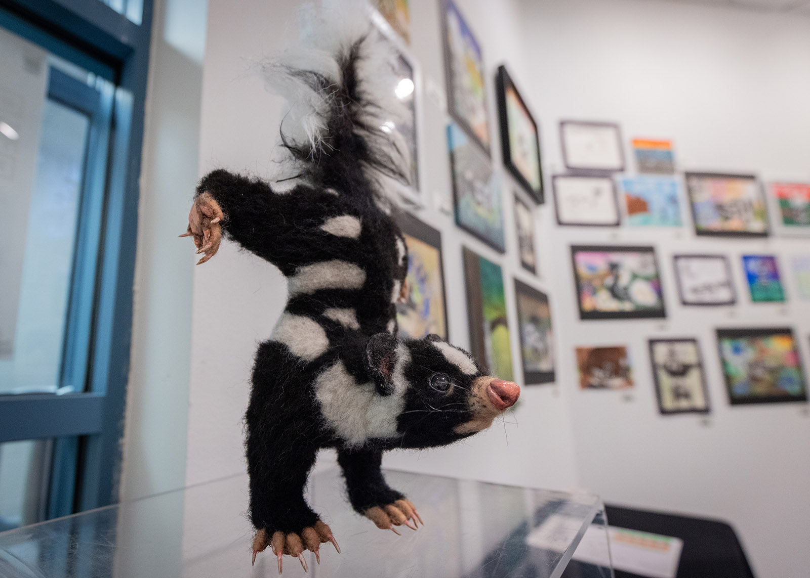 A photo of a spotted skunk in a handstand created in felt with artwork of spotted skunks hanging on walls in the background.