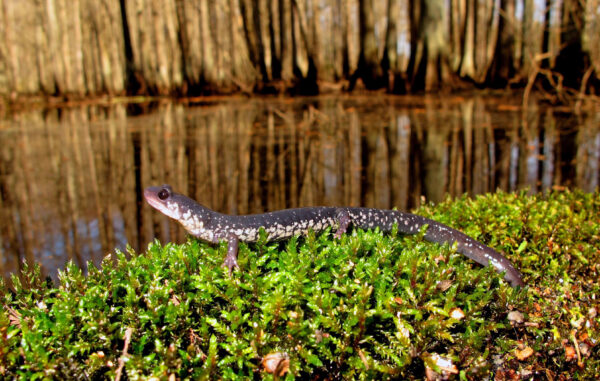 An image of Atlantic Coast Slimy Salamander