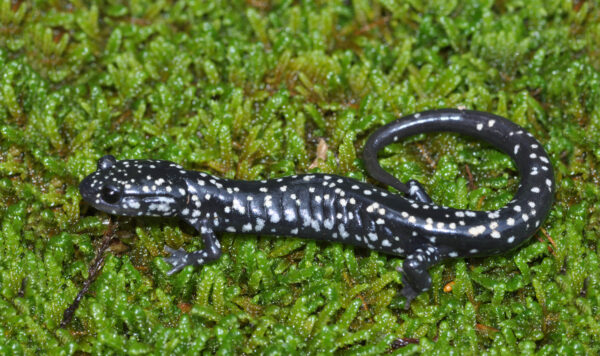 An image of Northern Slimy Salamander