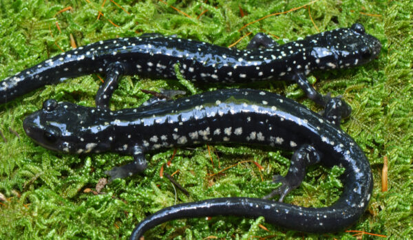 An image of Cumberland Plateau Salamander