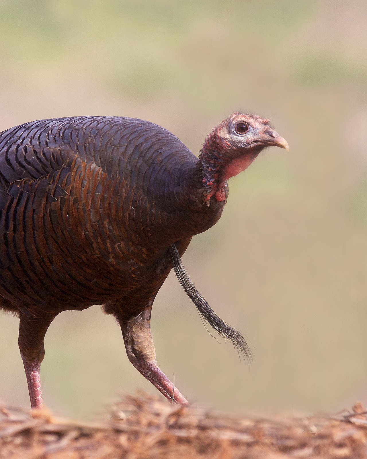 A photo of a hen turkey walking, with a handful of long, black hairs descending from her chest.