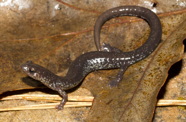 An image of Shenandoah Mountain Salamander