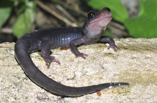 An image of Northern Gray-Cheeked Salamander