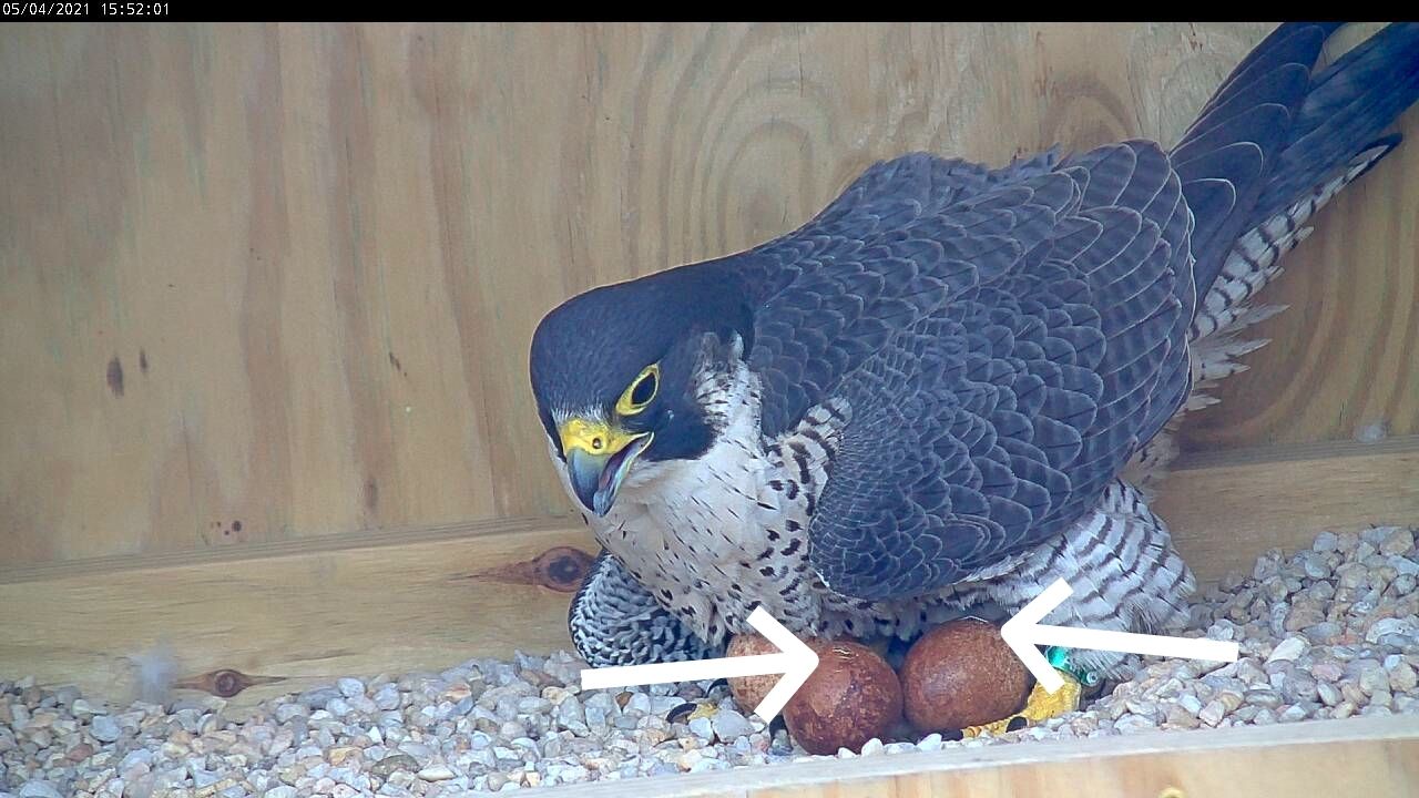 The peregrine falcon parent brooding her eggs; two eggs are visibly hatching