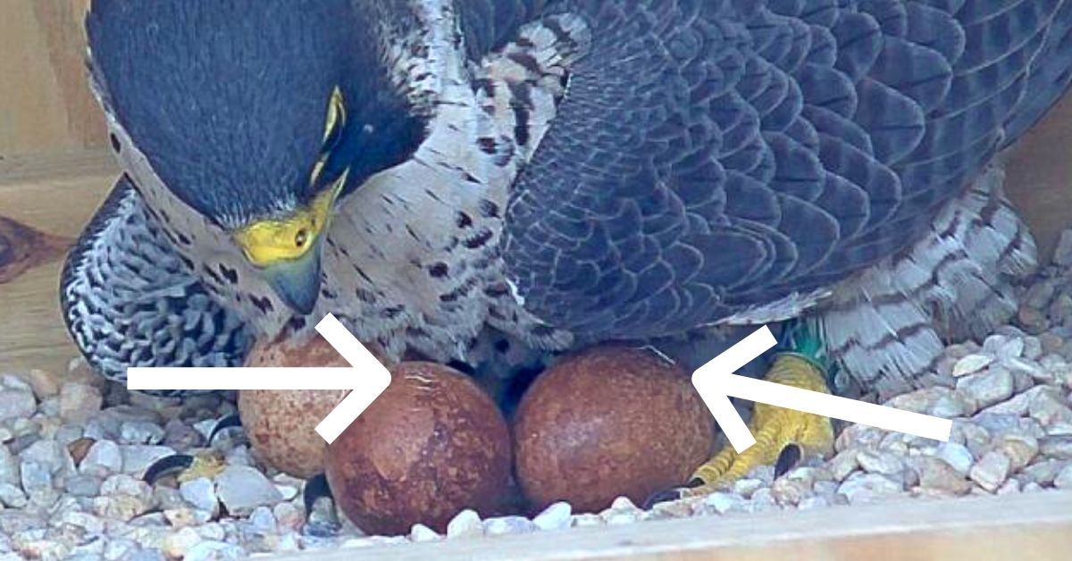 A closer look at the evidence of hatching the eggs are displaying known as pips