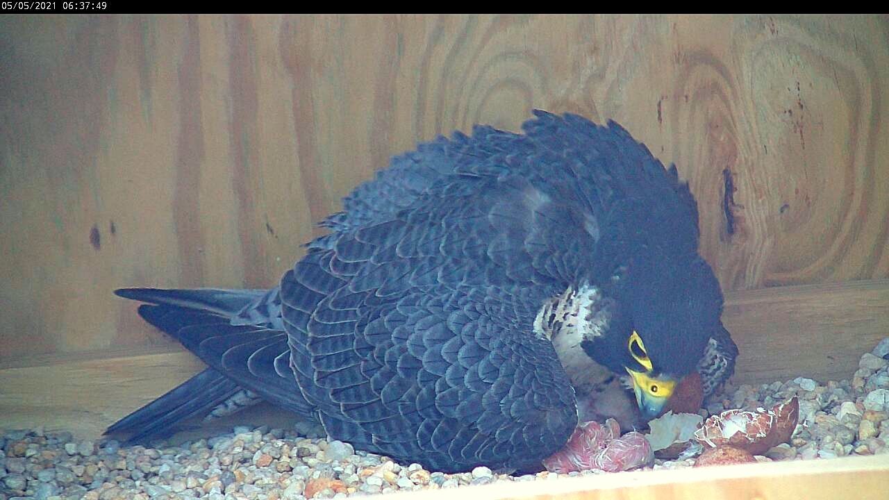 The female falcon checks on the newly hatched third chick.