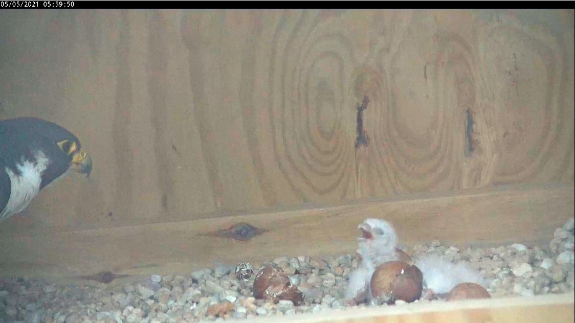 The male falcon and the two chicks that hatched overnight.