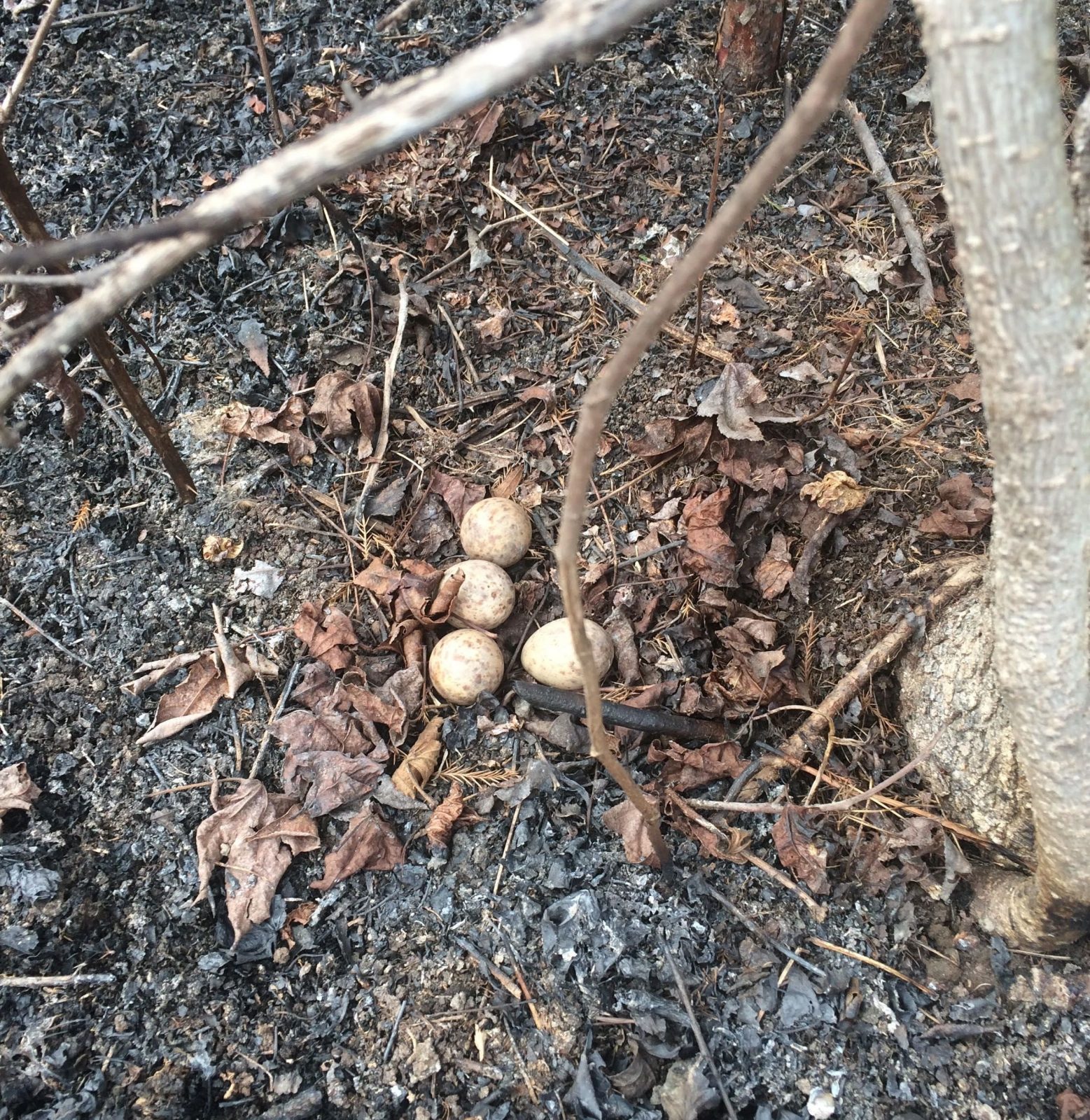An image of four woodcock eggs laid amongst the ashes after a prescribed burn within the Featherfin Wildlife Management area; these eggs successfully hatched.