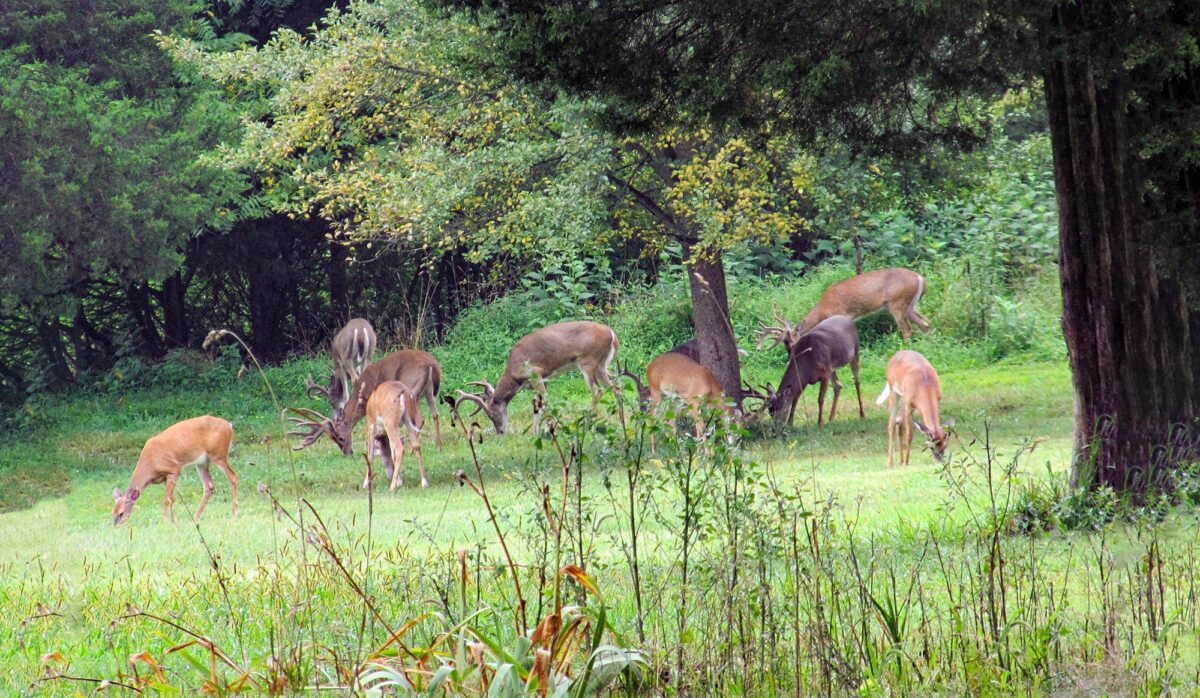 An image of a herd of deer feeding on grass outside of a deciduous forest