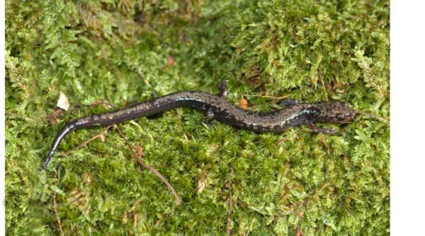 An image of Peaks of Otter Salamander