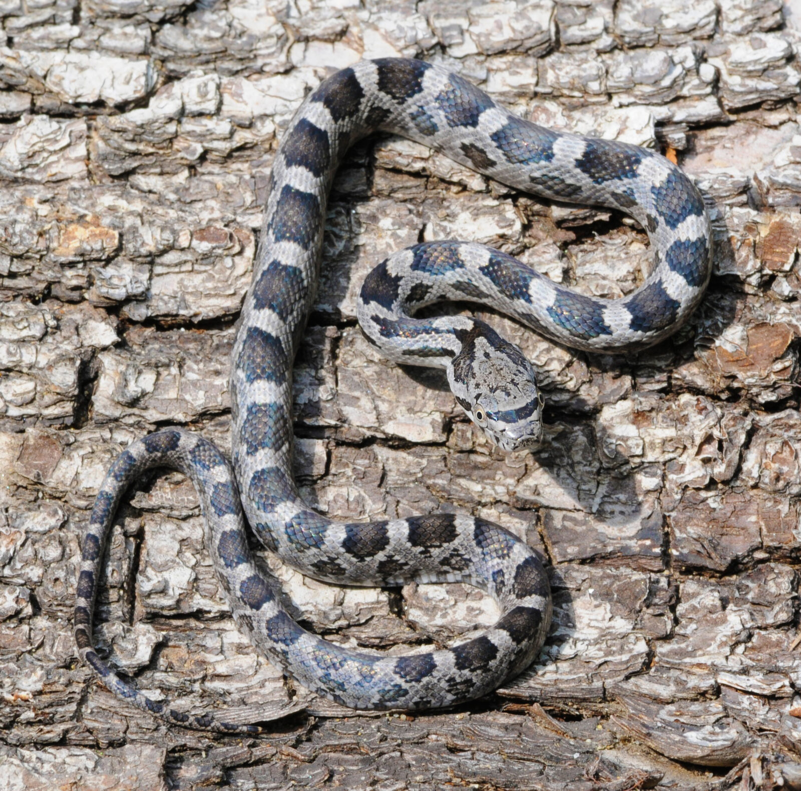 An image of a juvenile Eastern Ratsnake which can easily be mistaken for a copperhead, with it's most distinctive variation being the spot shape