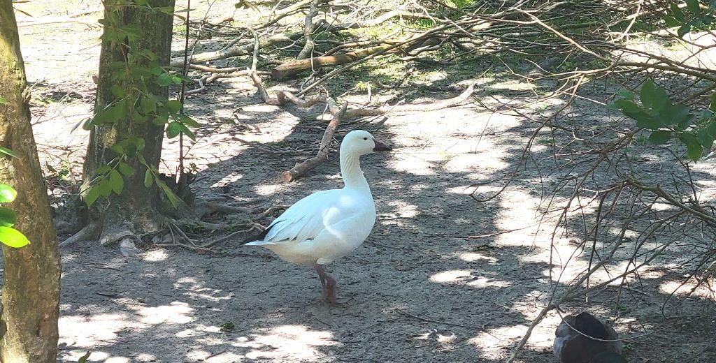 A snow goose at Blue Bird Farm.