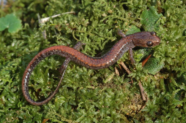 An image of Big Levels Salamander