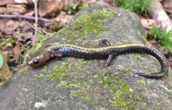 An image of Shenandoah Salamander