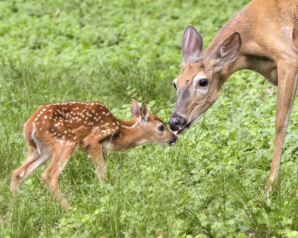 An image of a white tailed deer fawn being greeted by her mother; the doe will remain in the general area of their fawn and return frequently to nurse them.