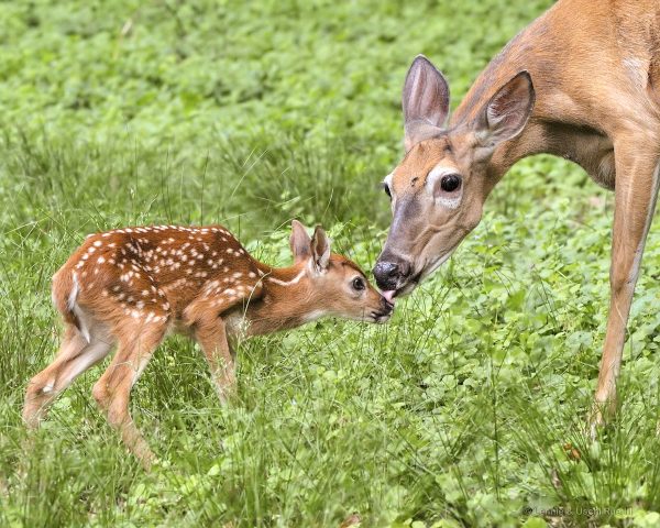 Newborn cheap deer walking