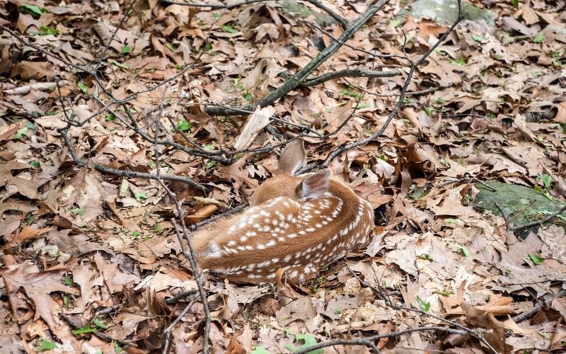 An image of a white tailed deer fawn hidden amongst the foliage; during it's first five days a discovered fawn will respond by laying upon the ground in attempt to hide.