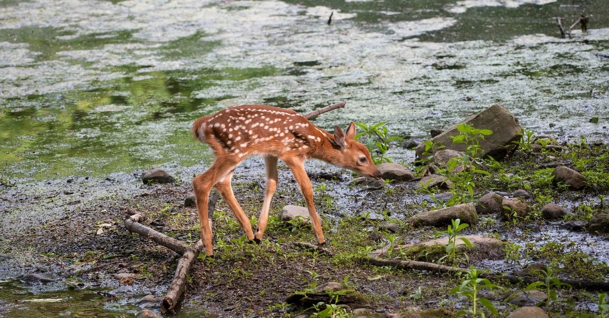 The Most Important Week Of A Fawns Life Virginia Dwr