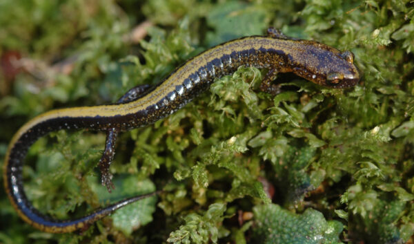 An image of Eastern Red-Backed Salamander