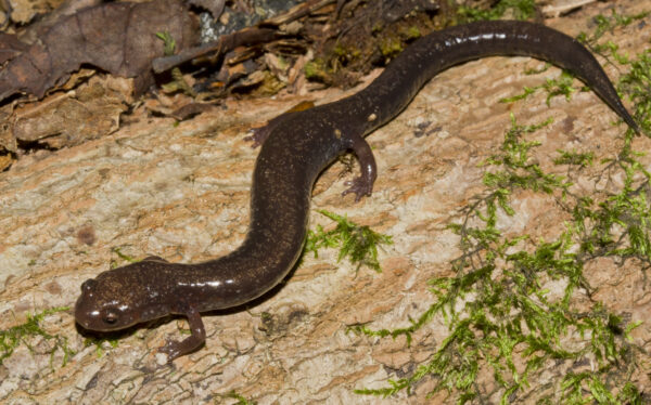 An image of Southern Ravine Salamander
