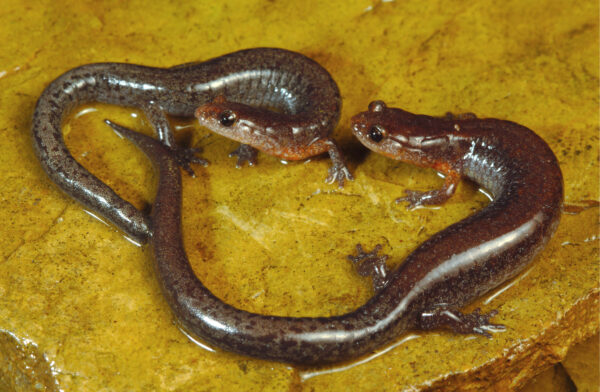 An image of Southern Zigzag Salamander