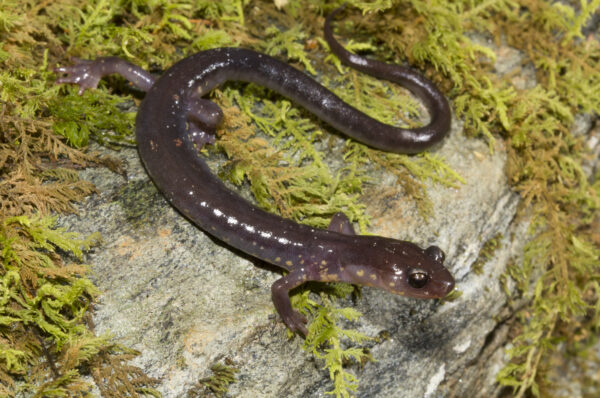 An image of Wehrle’s Salamander
