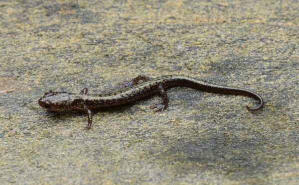 An image of Dixie Caverns Salamander
