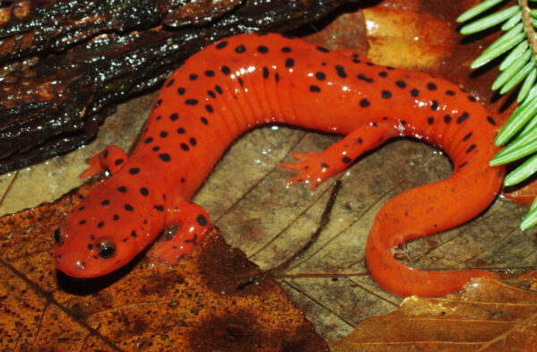 An image of an small orange spotted salamander