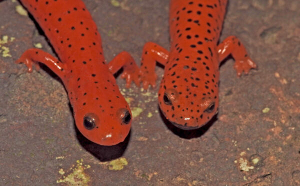 An image of midland mud salamander
