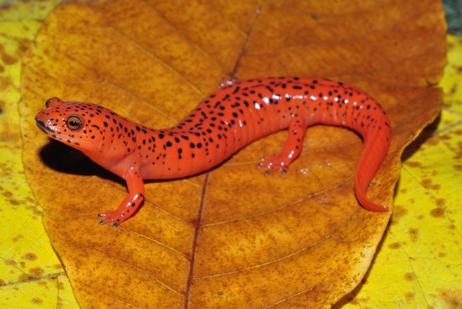 blive imponeret moderat vest Red Salamander | Virginia DWR