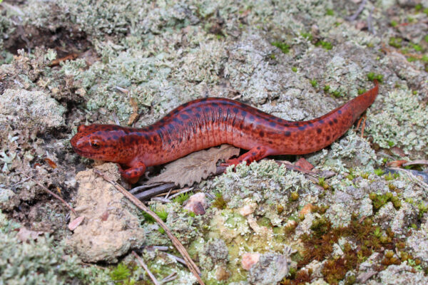 An image of Red Salamander