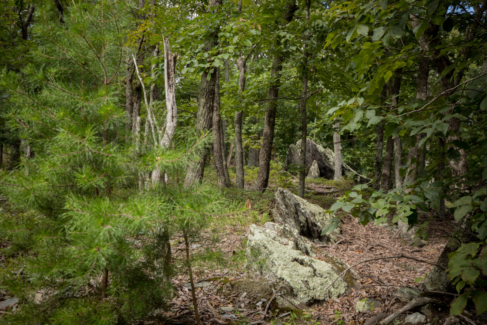 Smith Mountain WMA changes to an oak-pine ecosystem as you rise in altitude